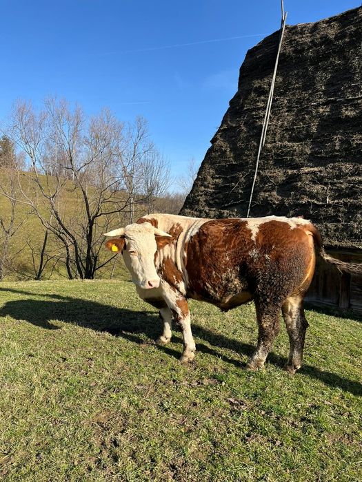Vând boi sau schimb cu junci învățați la jug
