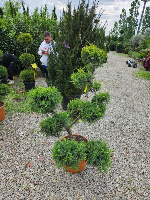 Vând pom pon bonsai