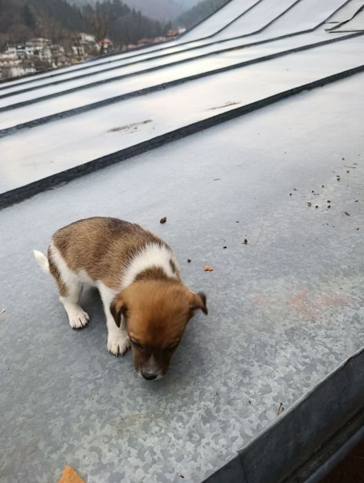 Продавам малки кученца