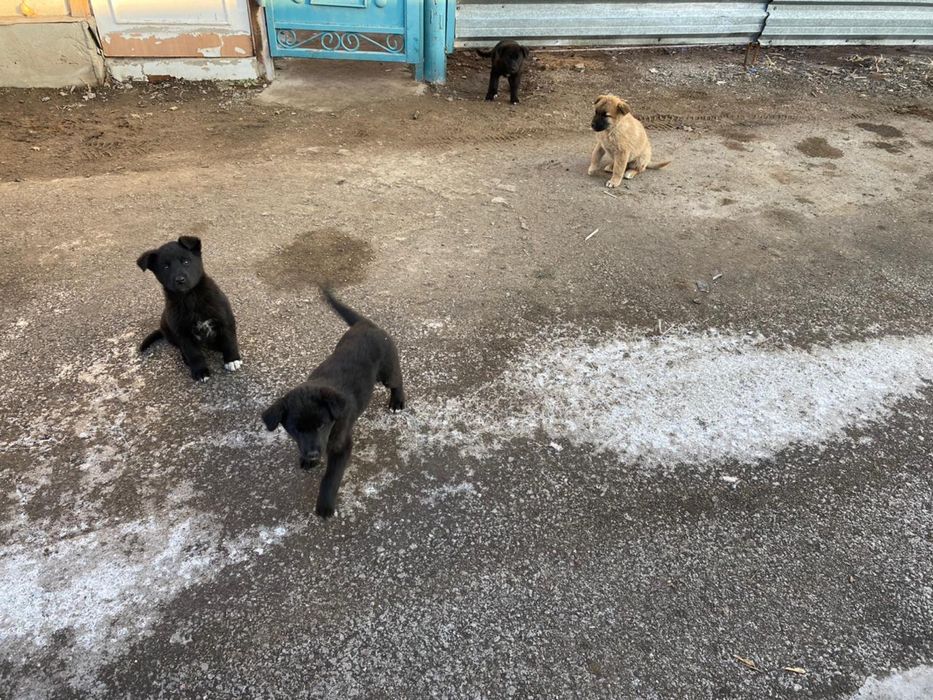 Щенки породистые