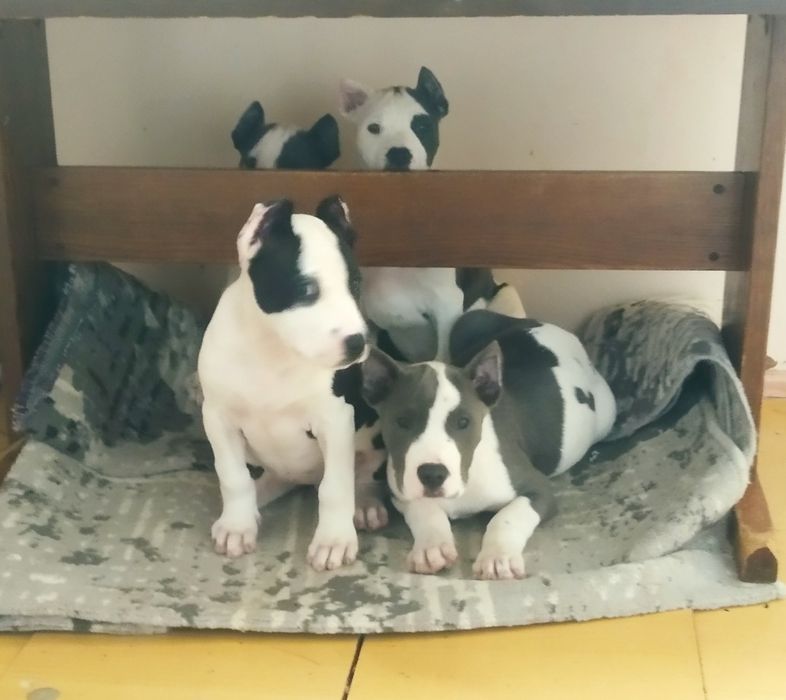 Шеночки американский пит бул