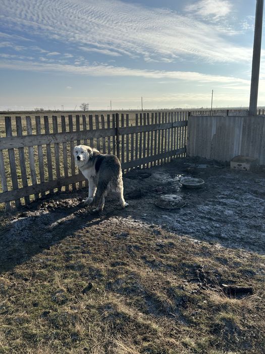 отдам в добрые руки