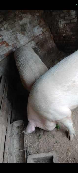 Прасета различни килограми