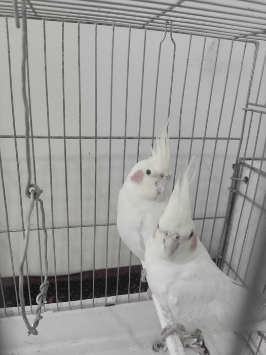 Попугай карлик лимончик