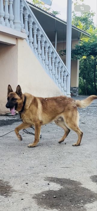 Малинуа гибрид сотилади