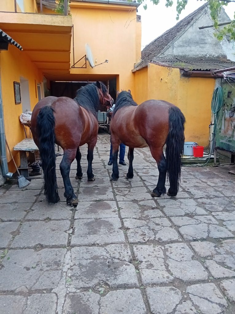 De vânzare iapa și  manza împreună sau separat
