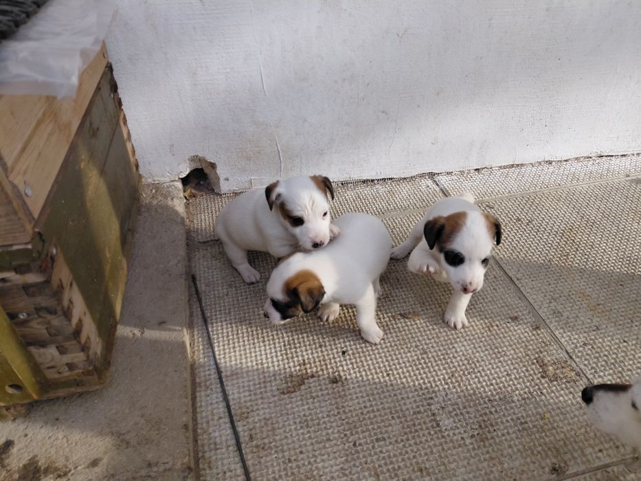 Джак Ръсел териер