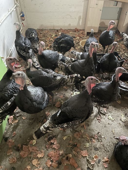 Indyuk Kurka sotiladi