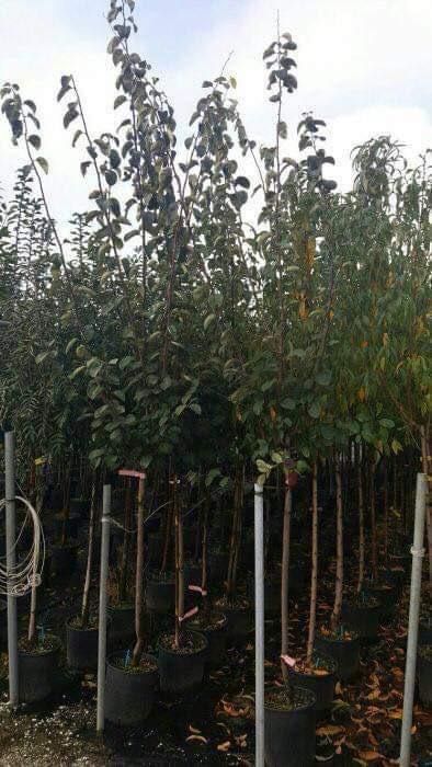 Pomi fructiferi măr păr prun cireș vișin cais piersic  nuc dud alun