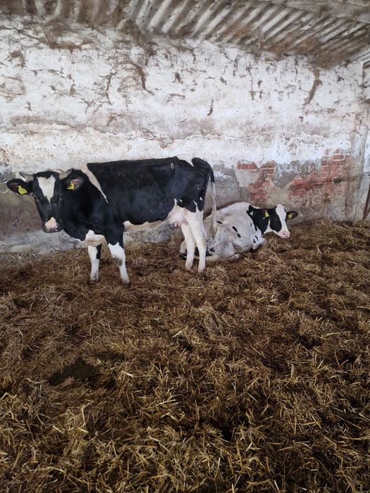 Holstein, cu gestatie avansata- 43cap  si Vaci in lactatie- 9 capete