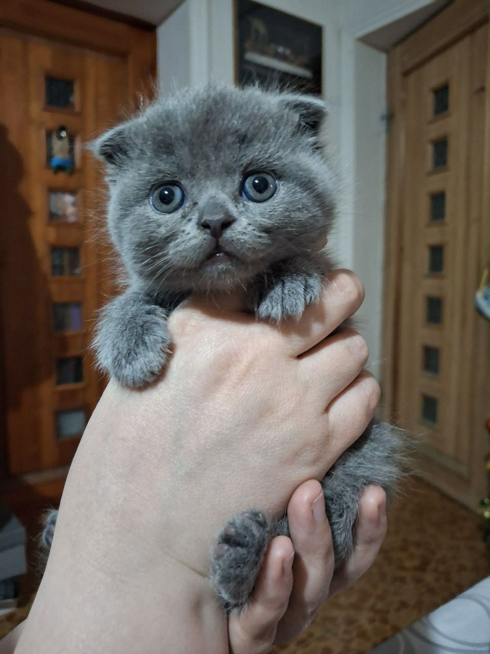 Чистокровные Шотландские Вислоухие котята Фолд