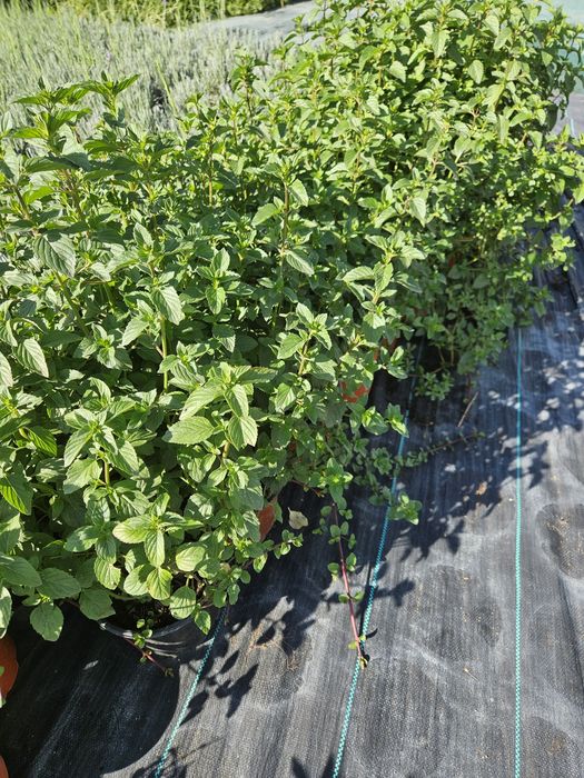 Rozmarin,ysop,mentă,cimbrișor citronela.