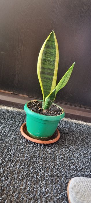 Sansevieria sau limba soacrei