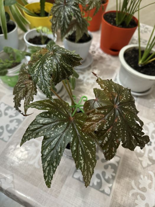 Бегония. Комнатные цветы. Комнатные растения.