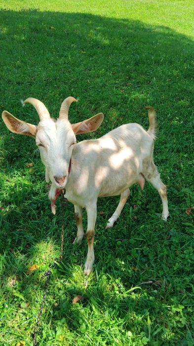 De vânzare două capre de anu trecut