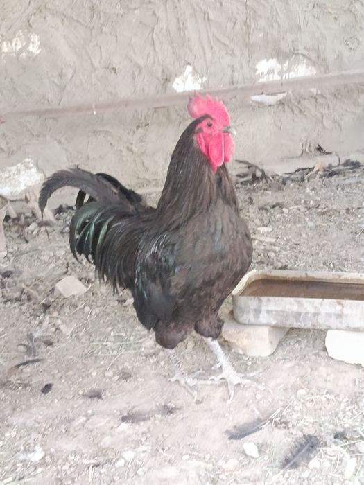 Астролоп хуроз сотилади