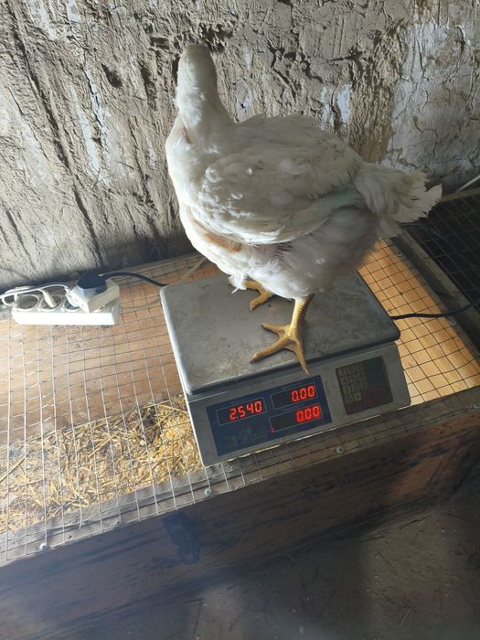 Бройлеры цеплята