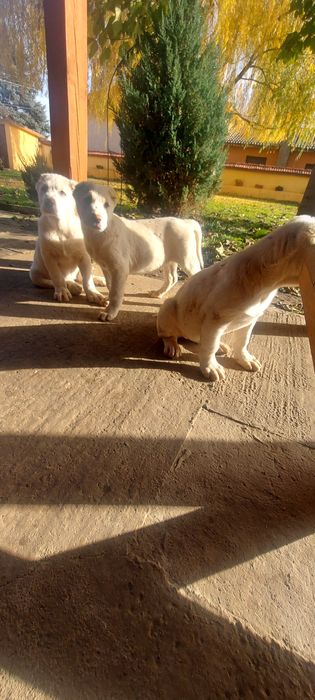 Кавказки вълкодав