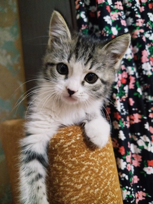 Кошка серая сера глазая