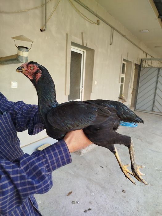 Toza koreya tovuq sotiladi