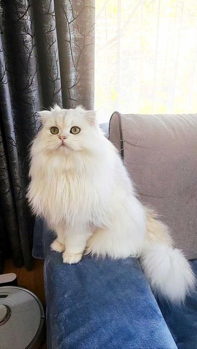 Scottish straight longhair pedigree exemplar superb, bijuterie