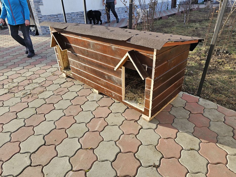 Causca caine XXL la comanda