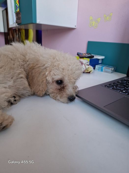 Той Пудел игрив и любвеобилен