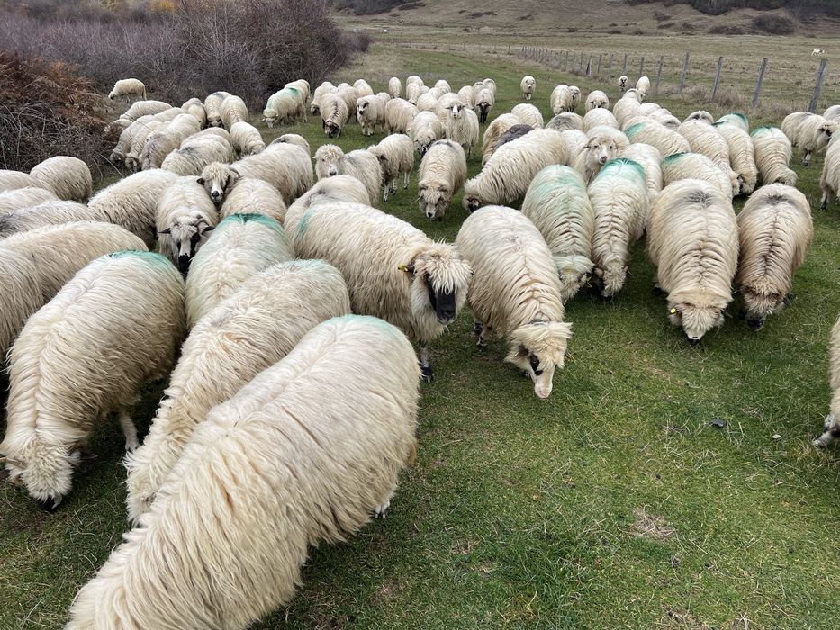 Vând oi tinere gestante