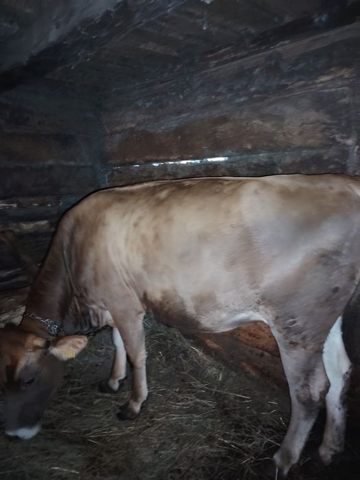 Jurinca de vânzare a fata de 8 luni