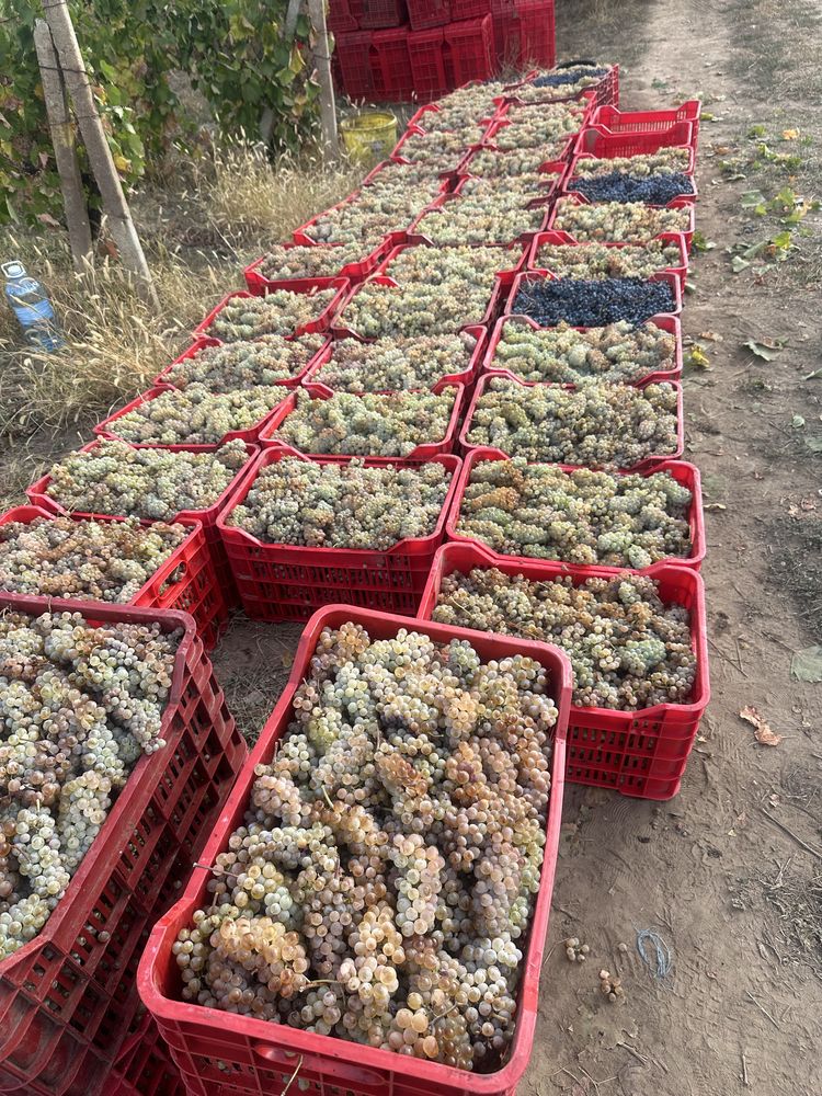 Struguri pentru vin din podgoriile Vrancea