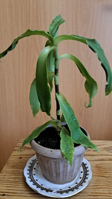 Золотой ус, комнатное растение