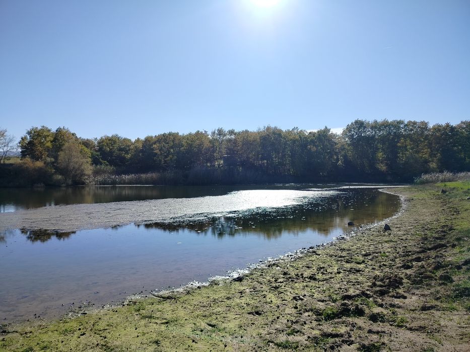 Вкусен и полезен пчелен мед от природата
