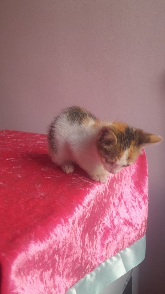 Котенок девочка в добрые руки