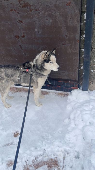 Отдам собаку в хорошие руки