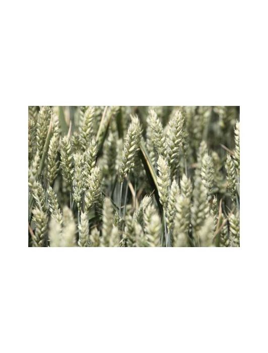Seminte Grau de Toamna Genesi, 500 kg, Fertillia