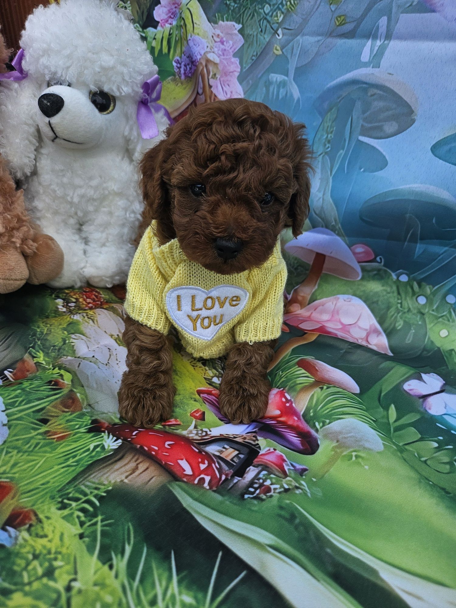 Пудел той/Toy poodle/с родословие