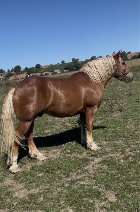 Manz de doi ani jumate