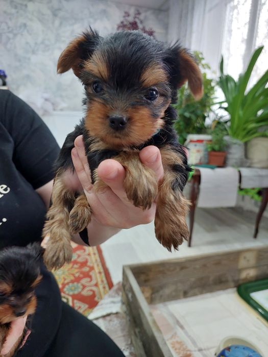 Продам Мини щенков Йорка.