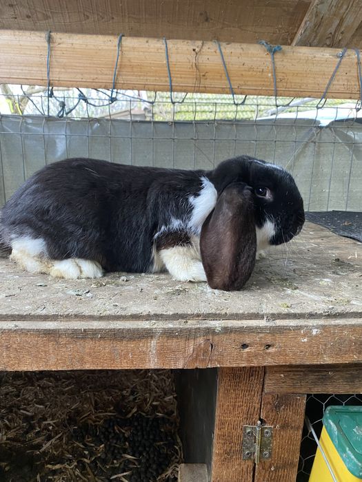 De vanzare ! Iepuri berbec german