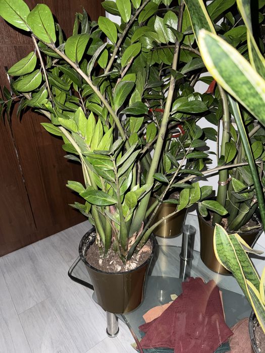 Цветы  сансеверия 1 шт  и замиокулькас 3 шт