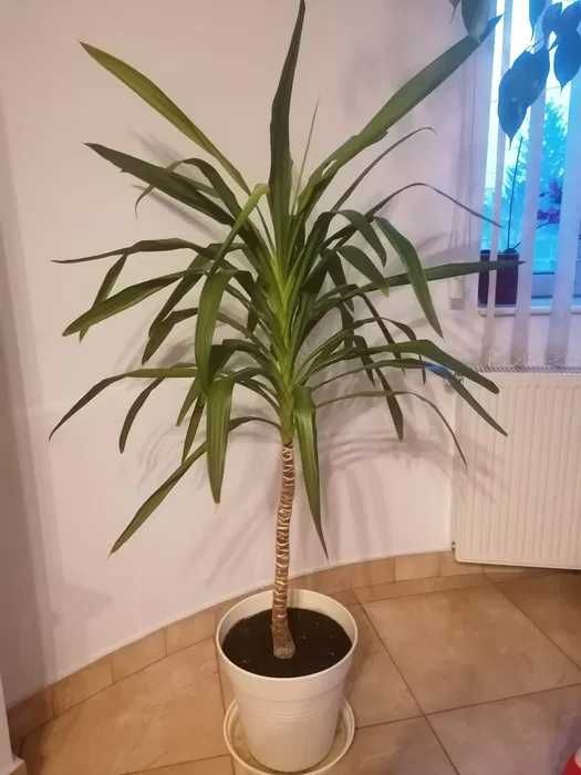 Planta Yucca 1.40m inaltime