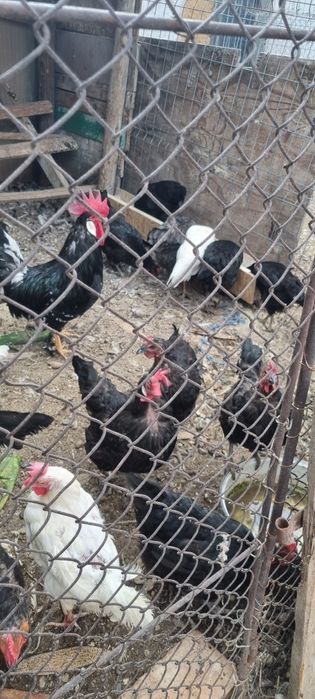 Vând găini italiene negre