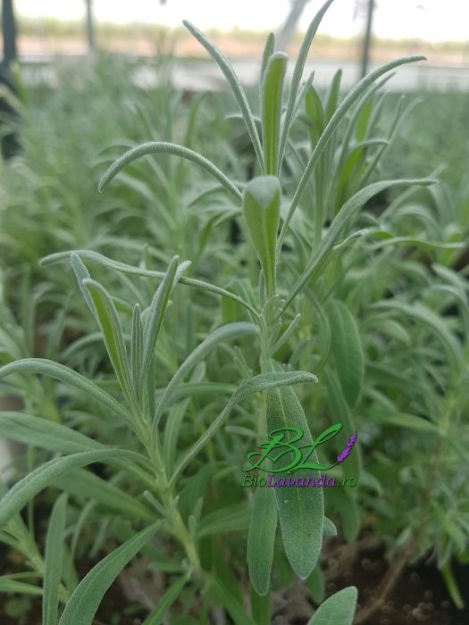 Butasi de lavanda soiul X Intermedia Provence