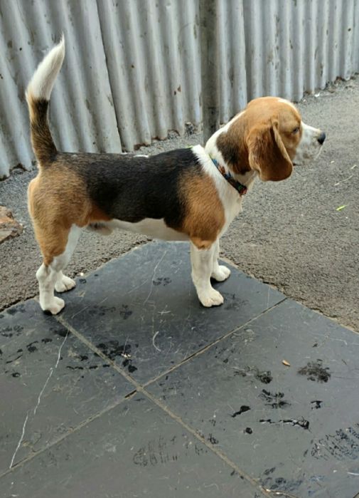 Кобель бигля на вязку