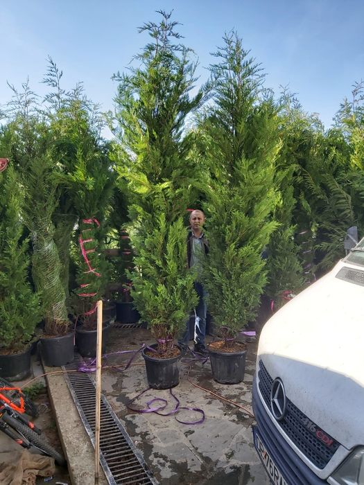 Pentru o gradina de vis nu ezitați sa ne contactați