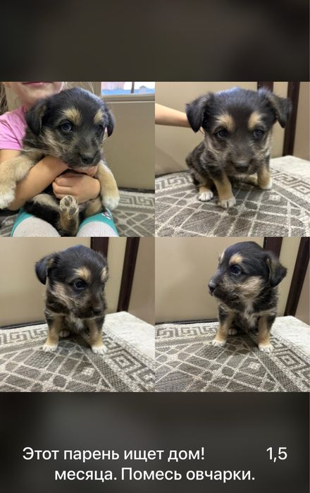 Отдам щенка, кобель,помесь овчарки