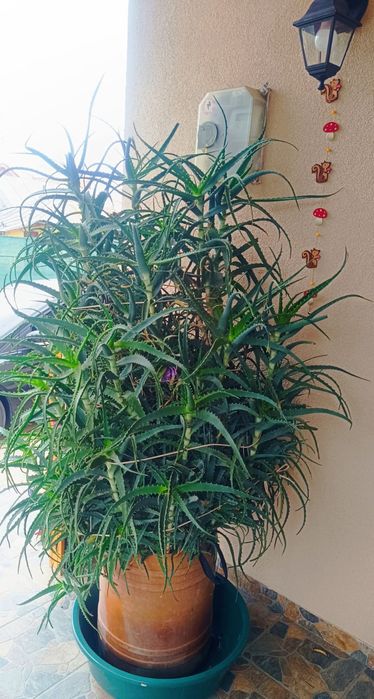 Aloe Vera aprox 2 m