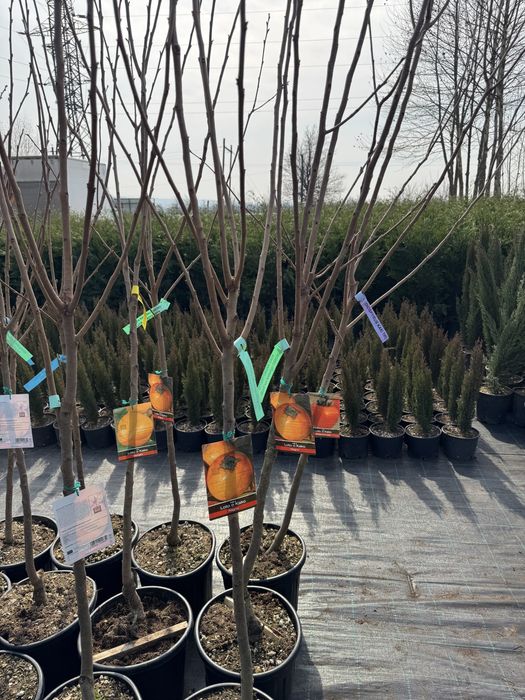 Kaki anul 6 si 7 diferite soiuri