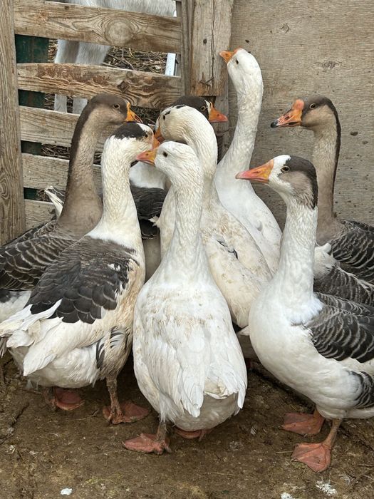 Гуси молодые продаются