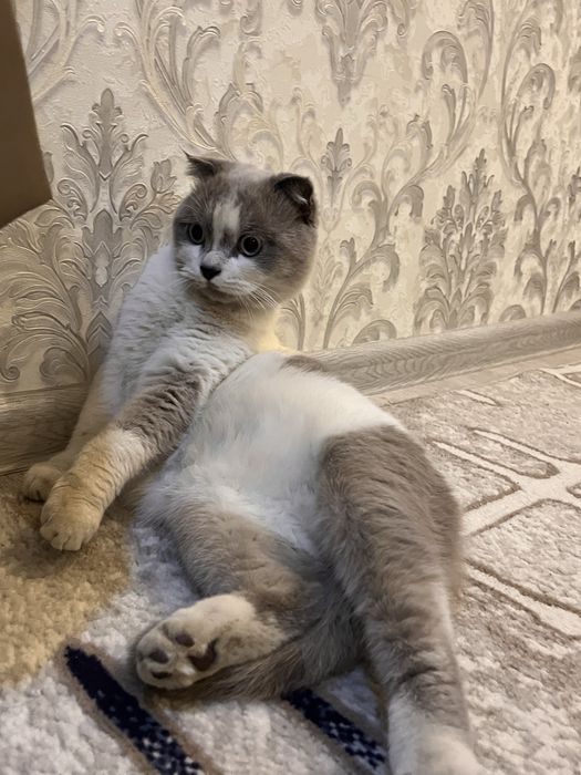 Скотиш фолд 1 йош соглом огл бола